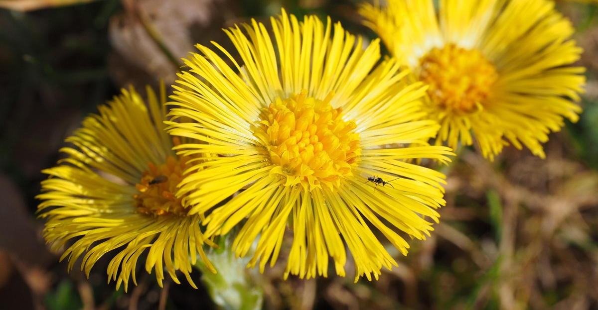 Coltsfoot